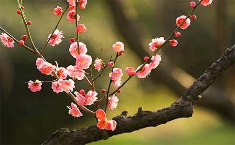 《殿前欢·梅花》原文、翻译及赏析