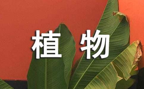 我的喜欢的植物作文优选(10篇)