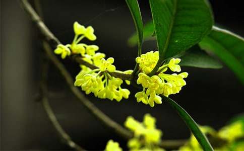 写桂花树的作文500字（精选27篇）
