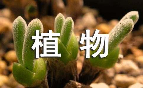 有关植物作文（精选27篇）